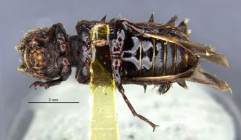Media type: image;   Entomology 24737 Aspect: habitus ventral view